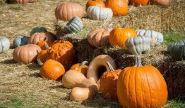 中午吃一个瓜,揭秘今日热门话题