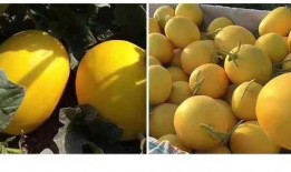 沙漠蜜瓜甜瓜怎么吃,解锁甜瓜的多重美味食用方式