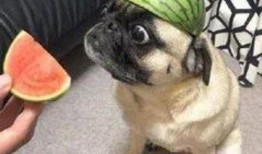 猪刚鬣吃瓜,一场与西瓜的欢乐邂逅