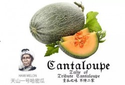 吃瓜村民1号,揭秘网络红人的幕后故事