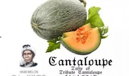 吃瓜村民1号,揭秘网络红人的幕后故事