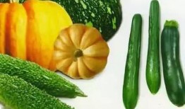 高职吃瓜,揭秘校园生活新潮流