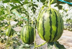 大兴庙菩萨吃瓜,一场瓜果盛宴的神秘之旅