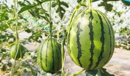 大兴庙菩萨吃瓜,一场瓜果盛宴的神秘之旅