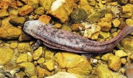 娃娃鱼吃瓜,揭秘瓜果乐园中的神秘食客