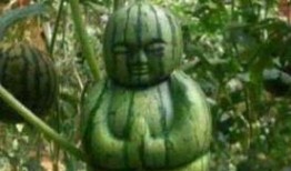 网络吃瓜的种类,盘点热门瓜种，揭秘娱乐圈幕后真相