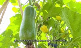 英区吃瓜群,揭秘英国留学生活中的趣味瞬间