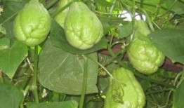 药材瓜怎么吃,瓜类药材的多样食用方法探秘