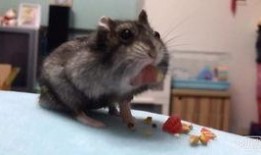 老鼠冒头吃瓜,瓜田里的神秘冒头事件