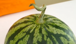 吃瓜拍西瓜,吃瓜拍西瓜，趣味生活新体验