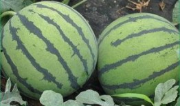 山东近期吃瓜事件,近期热点事件背后的社会观察