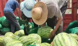 吃瓜群众最甜蜜,吃瓜群众的最爱揭秘