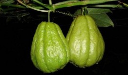 药材瓜怎么吃,瓜类药材的多样食用方法探秘