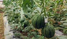 梦贝吃小瓜,梦贝与美味小瓜的奇幻之旅