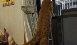 带你吃瓜土拨鼠,带你领略“带你吃瓜土拨鼠”的独特魅力