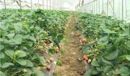 丁山职校 吃瓜,揭秘校园“吃瓜”文化背后的故事