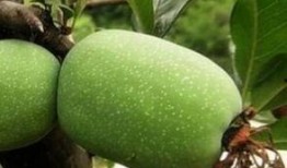 吃瓜小鱼海棠,一场奇幻的瓜果之旅