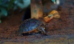 吃瓜老龟,揭秘娱乐圈背后的那些事儿