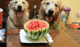 生瓜狗可以吃吗,宠物饮食安全解析