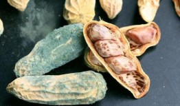 肝癌可以吃蒲瓜吗