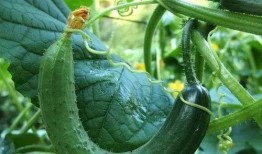 夏天吃小瓜,小瓜美食大赏